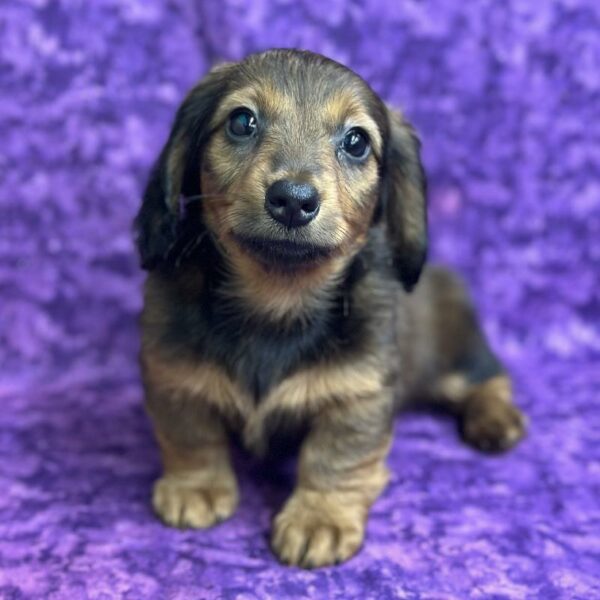 Dachshund DOG Female Red Sable 6801 Petland Fort Walton Beach, FL