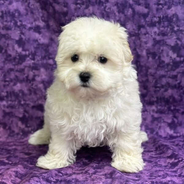 Maltipoo-DOG-Male-Cream-6846-Petland Fort Walton Beach, FL