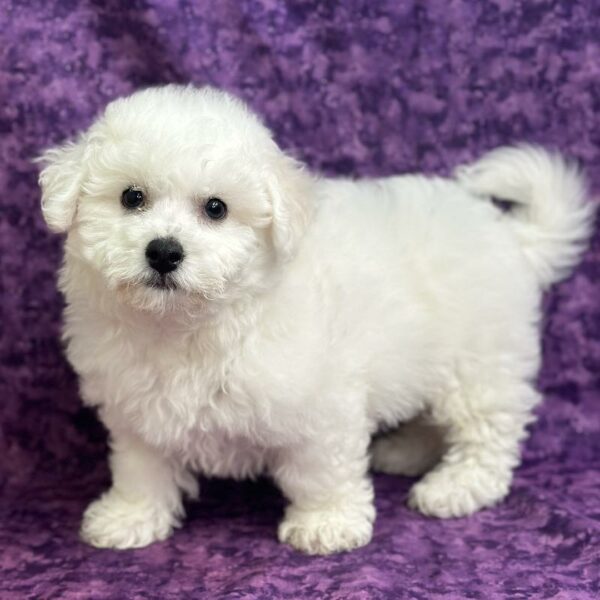 Bichon Frise DOG Male White 6848 Petland Fort Walton Beach, FL