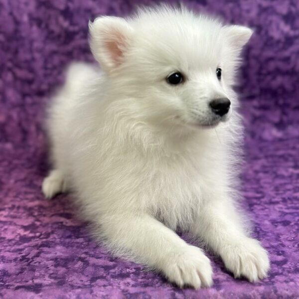 American Eskimo-DOG-Female-White-6845-Petland Fort Walton Beach, FL