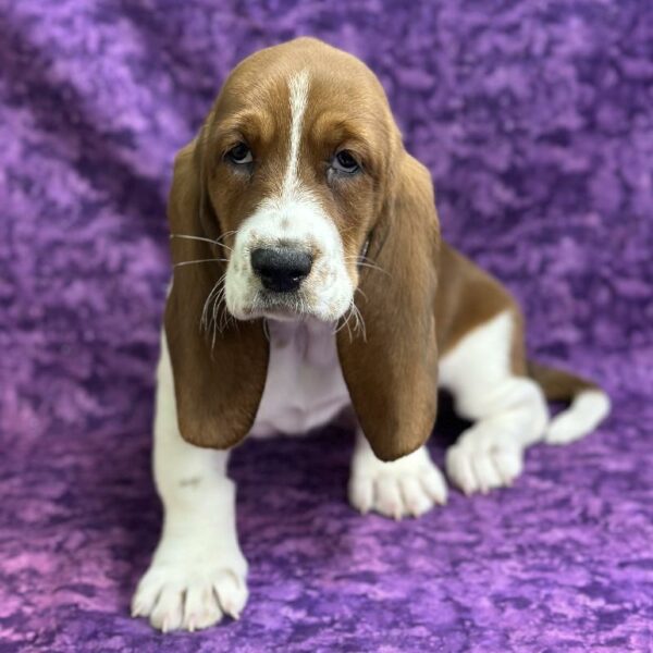 Basset Hound DOG Female Brown / White 6827 Petland Fort Walton Beach, FL