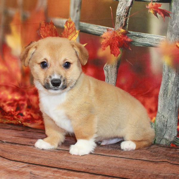 Pembroke Welsh Corgi-DOG-Male-Red / White-6735-Petland Fort Walton Beach, FL