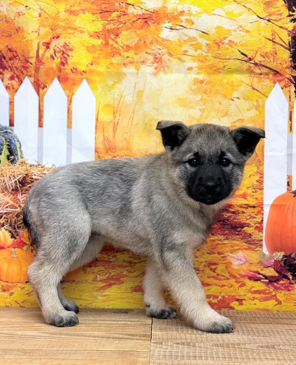 Norwegian Elkhound DOG Female Black/Grey 6760 Petland Fort Walton Beach, FL