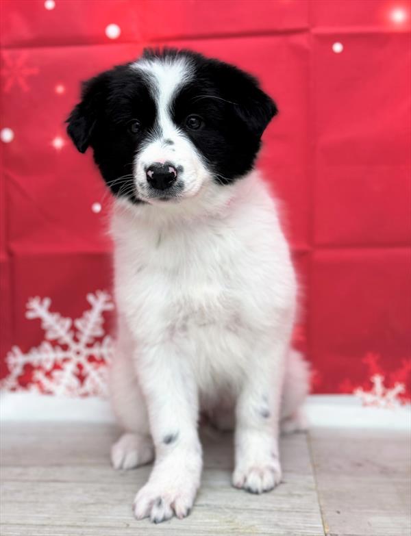 Border Collie-DOG-Female-White / Black-6794-Petland Fort Walton Beach, FL