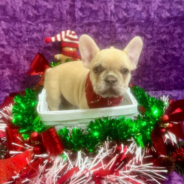 French Bulldog-DOG-Female-Fawn-6796-Petland Fort Walton Beach, FL