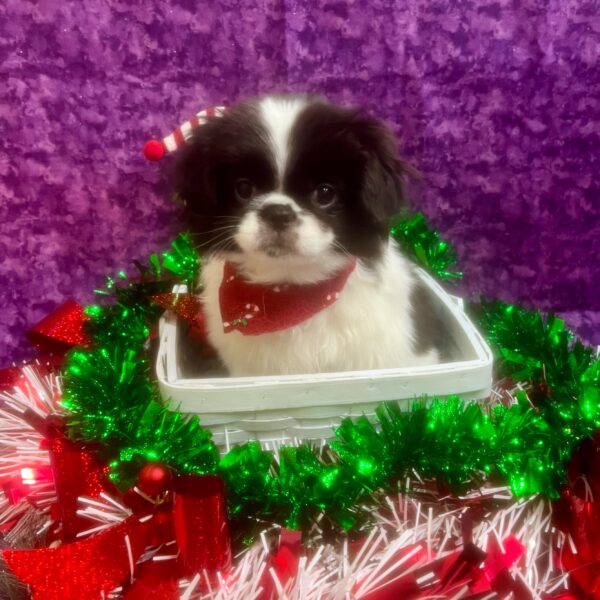 Japanese Chin-DOG-Male-Black & White-6761-Petland Fort Walton Beach, FL