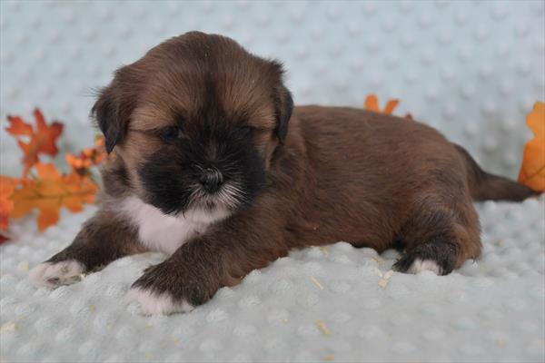 Lhasa Apso DOG Male Red Sable 6821 Petland Fort Walton Beach, FL