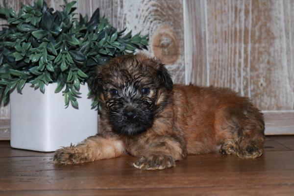 Soft Coated Wheaten Terrier-DOG-Male-Wheaten-6824-Petland Fort Walton Beach, FL