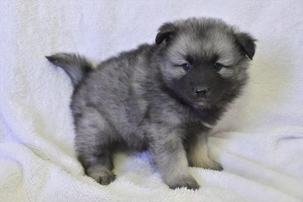 Keeshond-DOG-Male-Black / Silver-6829-Petland Fort Walton Beach, FL