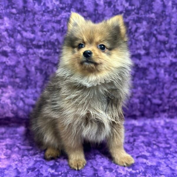 Pomeranian-DOG-Male-Red Sable-6803-Petland Fort Walton Beach, FL