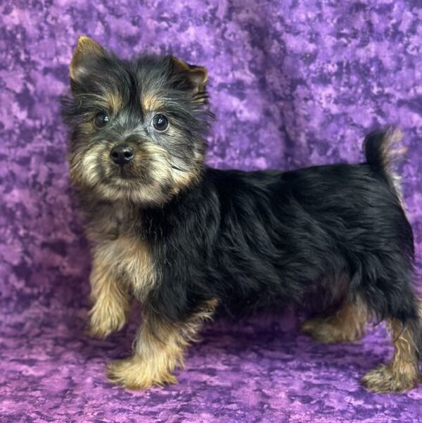 Silky Terrier DOG Male Black & Tan 6849 Petland Fort Walton Beach, FL