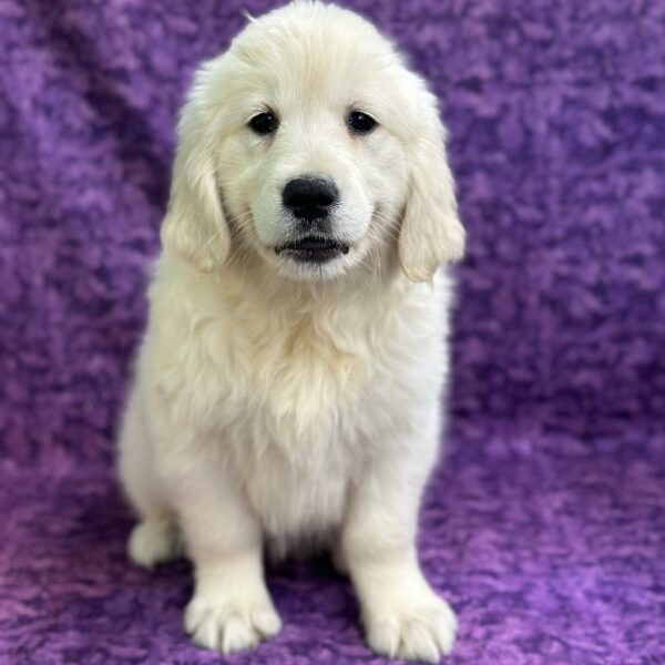 Golden Retriever-DOG-Female-Cream-6822-Petland Fort Walton Beach, FL