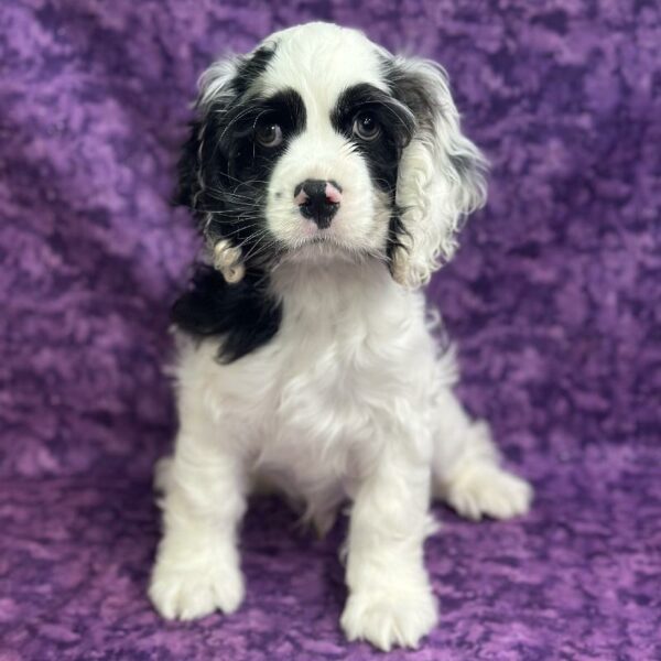 Cocker Spaniel DOG Male White 6825 Petland Fort Walton Beach, FL