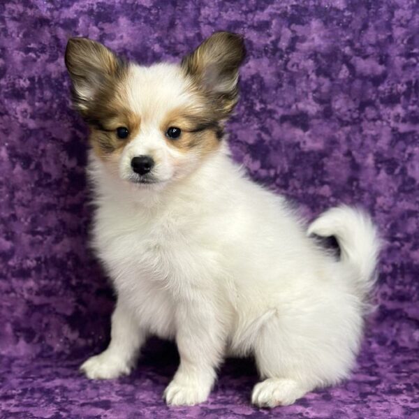 Papillon-DOG-Male-Sable & White-6847-Petland Fort Walton Beach, FL