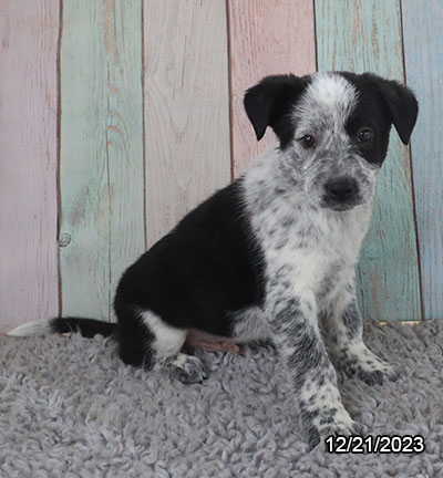 Australian Cattle Dog-DOG-Female-Blue & White-6852-Petland Fort Walton Beach, FL