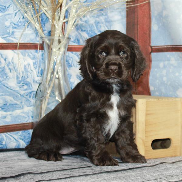 Cocker Spaniel DOG Female Chocolate 6858 Petland Fort Walton Beach, FL