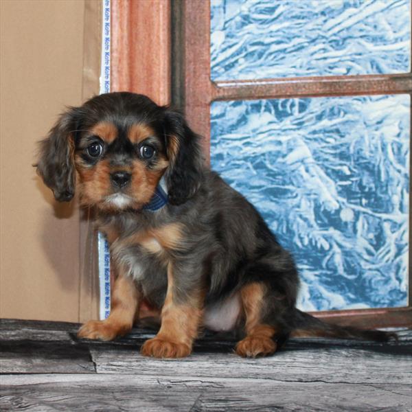 Cavalier King Charles Spaniel-DOG-Female-Blue Merle / Tan-6861-Petland Fort Walton Beach, FL