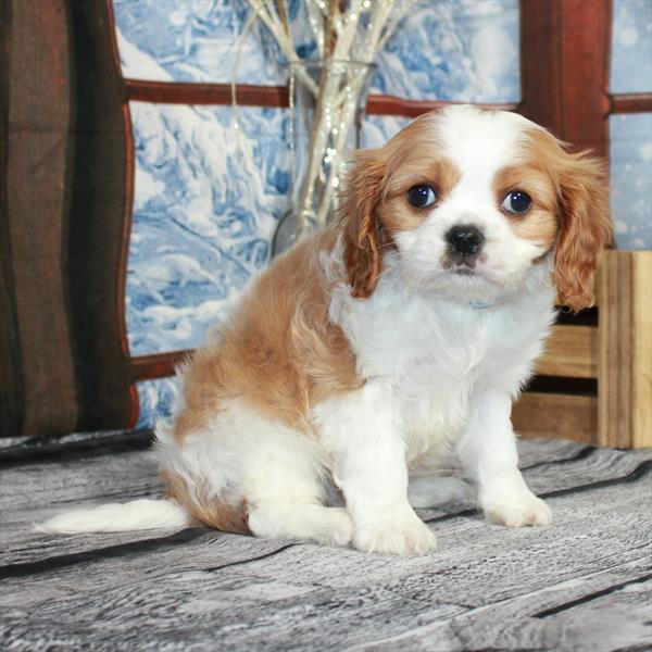 Cavalier King Charles Spaniel-DOG-Male-Blenheim / White-6868-Petland Fort Walton Beach, FL