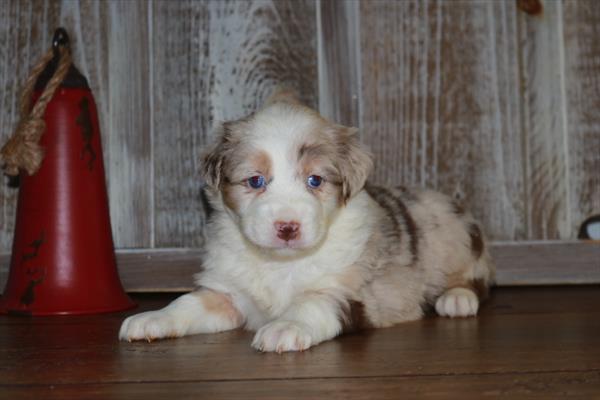 Australian Shepherd-DOG-Female-Red Merle-6878-Petland Fort Walton Beach, FL