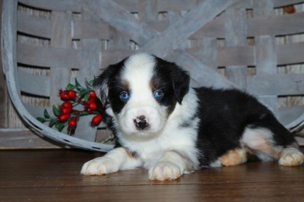 Australian Shepherd-DOG-Male-Tri-Colored-6884-Petland Fort Walton Beach, FL