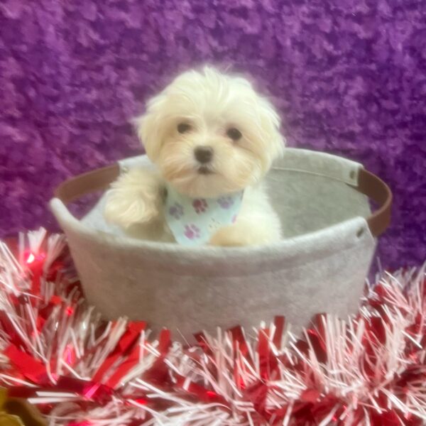 Maltese-DOG-Female-White-6881-Petland Fort Walton Beach, FL