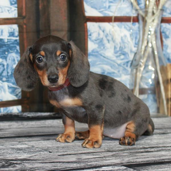 Dachshund DOG Female Black / Tan 6902 Petland Fort Walton Beach, FL