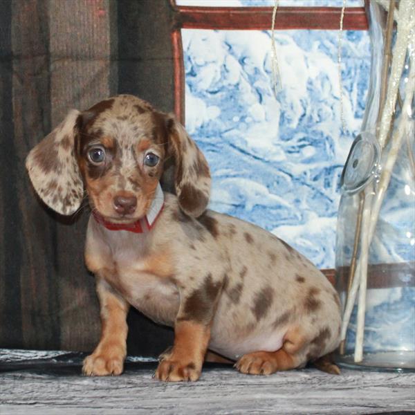 Dachshund-DOG-Female-Chocolate / Tan-6903-Petland Fort Walton Beach, FL