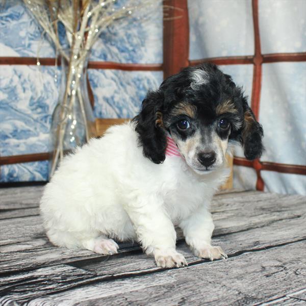 Poodle DOG Female White Black / Tan 6905 Petland Fort Walton Beach, FL