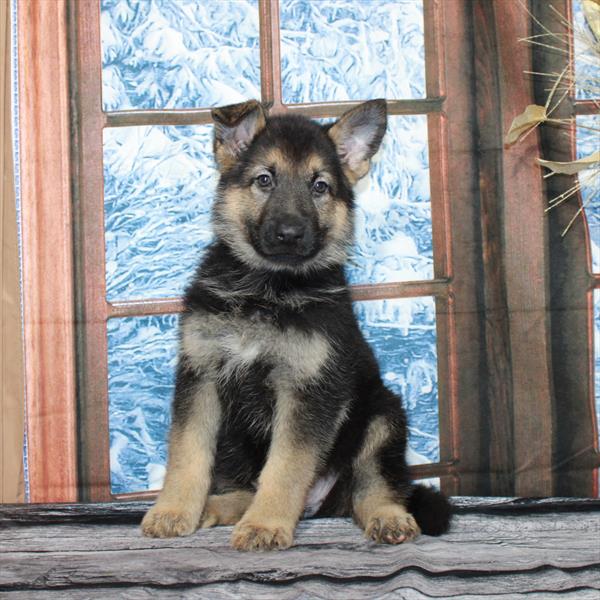 German Shepherd-DOG-Female-Black / Tan-6907-Petland Fort Walton Beach, FL