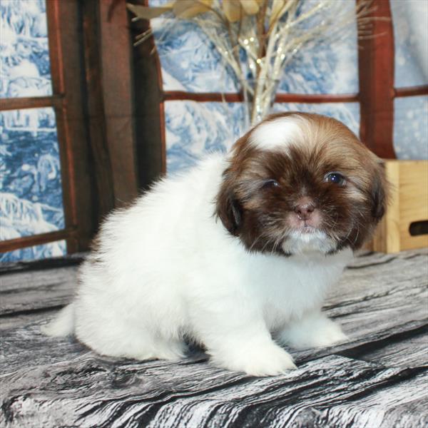 Shih Tzu-DOG-Male-White / Chocolate-6908-Petland Fort Walton Beach, FL