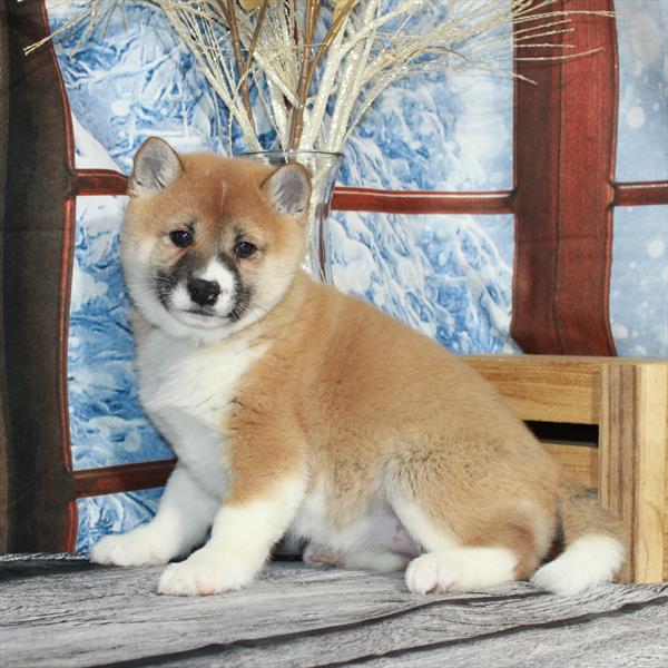 Shiba Inu-DOG-Female-Red Sesame-6909-Petland Fort Walton Beach, FL