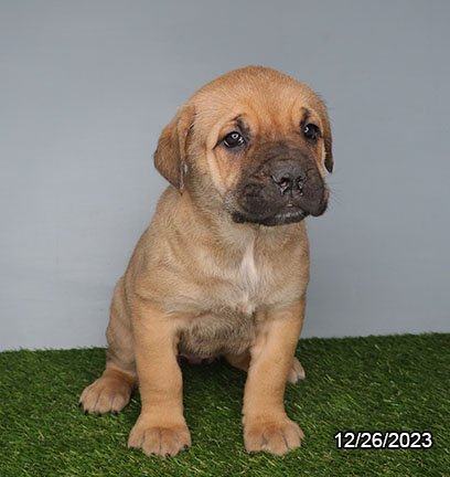 Cane Corso-DOG-Female-Black / Fawn-6910-Petland Fort Walton Beach, FL