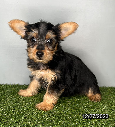 Yorkshire Terrier-DOG-Female-Black / Tan-6913-Petland Fort Walton Beach, FL