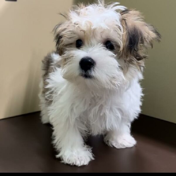 Morkie-DOG-Male-Black White / Tan-6938-Petland Fort Walton Beach, FL