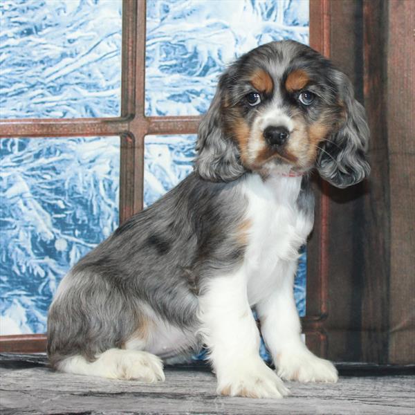 Cocker Spaniel-DOG-Female-Blue Merle / Tan-6948-Petland Fort Walton Beach, FL