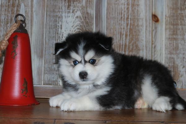 Pomsky-DOG-Male-Black / White-6960-Petland Fort Walton Beach, FL