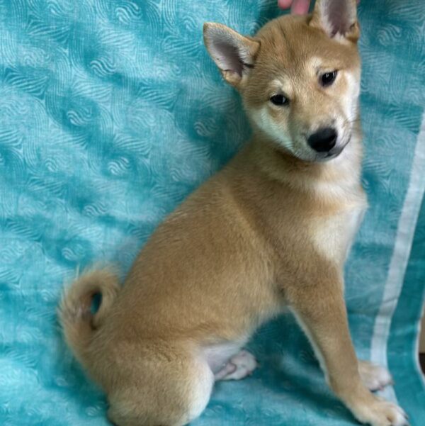 Shiba Inu-DOG-Male-Red-6886-Petland Fort Walton Beach, FL