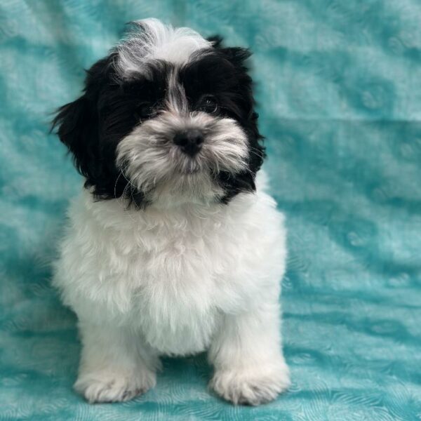 Teddy Bear-DOG-Male-Black / White-6879-Petland Fort Walton Beach, FL