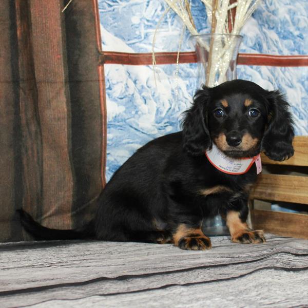 Dachshund DOG Female Black / Tan 6981 Petland Fort Walton Beach, FL