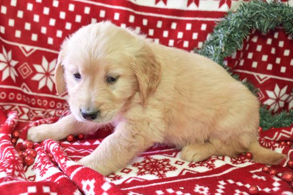 Golden Retriever-DOG-Male-Golden-6999-Petland Fort Walton Beach, FL