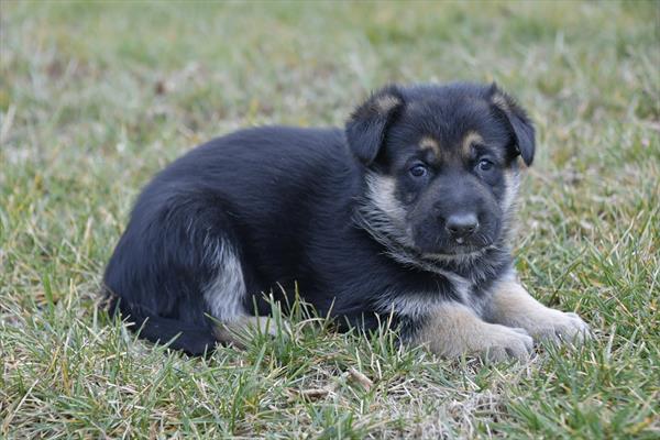 German Shepherd-DOG-Female-Black / Tan-7003-Petland Fort Walton Beach, FL