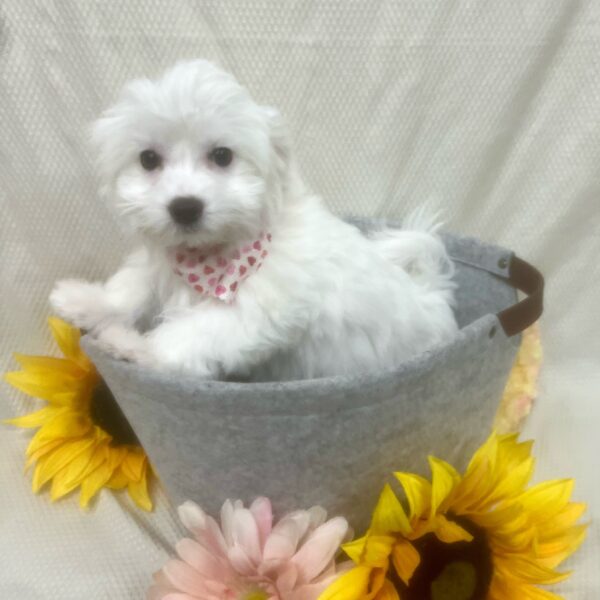 Coton De Tulear DOG Female White 6967 Petland Fort Walton Beach, FL