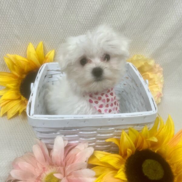 Maltese DOG Female White 6966 Petland Fort Walton Beach, FL