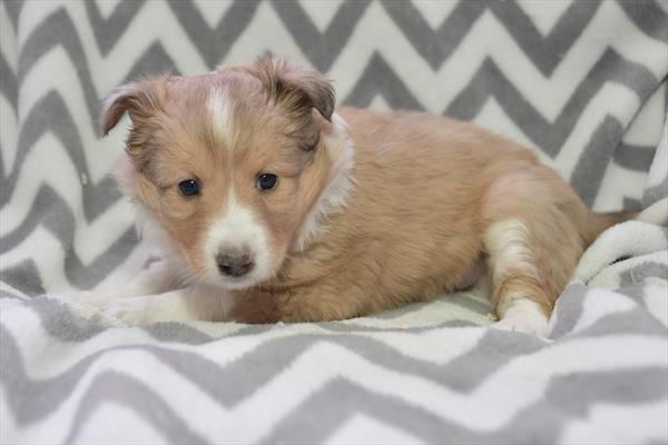 Shetland Sheepdog-DOG-Female-Sable Merle-6831-Petland Fort Walton Beach, FL