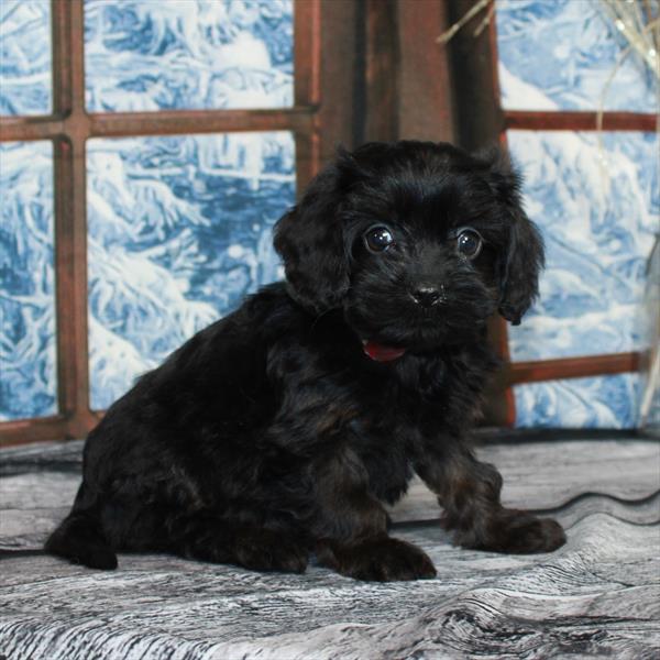 Cavapoo-DOG-Female-Black / Tan-6855-Petland Fort Walton Beach, FL