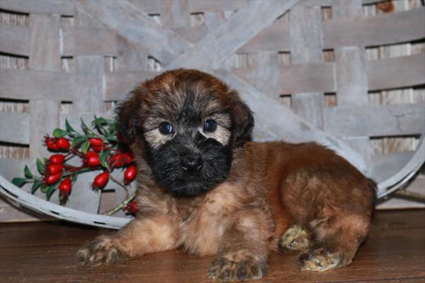 Soft Coated Wheaten Terrier-DOG-Female-Wheaten-6882-Petland Fort Walton Beach, FL