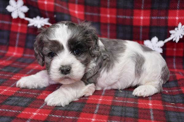 Cockapoo-DOG-Female-Blenheim / White-6887-Petland Fort Walton Beach, FL