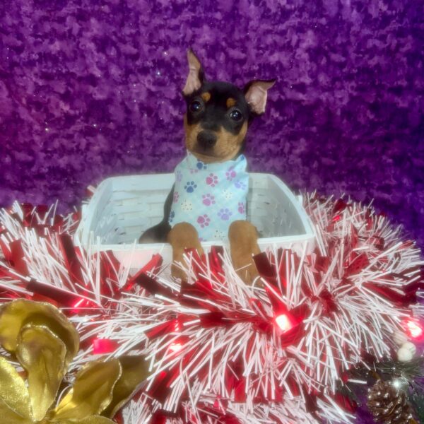 Miniature Pinscher DOG Female Black / Rust 6860 Petland Fort Walton Beach, FL