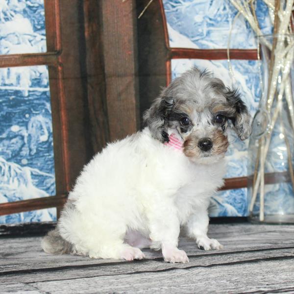 Poodle-DOG-Male-White Blue Merle / Tan-6904-Petland Fort Walton Beach, FL