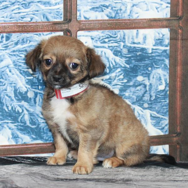 Chihuahua-DOG-Male-Fawn Sable-6945-Petland Fort Walton Beach, FL